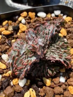 アロエ ハイブリッド Aloe hybrid 第四種 A−34花仔 - メルカリ