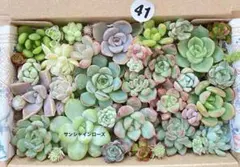 2026年最新】多肉植物エケベリア 韓国苗の人気アイテム - メルカリ