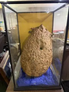 大型 スズメバチの巣 標本 ガラスケース付き 約40cm 昆虫標本 縁起物 大型 スズメバチの巣 標本 ガラスケース付き 約40cm 昆虫標本 縁起物