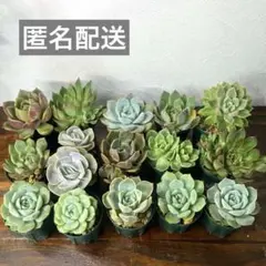 多肉植物 七福神 10株 抜き苗 - メルカリ