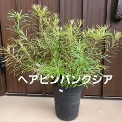 ボリューム株　ヘアピンバンクシア　スピヌロサ　鉢植え17　苗　オージープランツ ボリューム株 ヘアピンバンクシア スピヌロサ 鉢植え17 苗