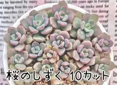 優飛mama様 リクエスト 2点 まとめ商品