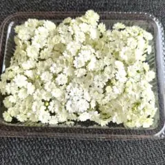 はーたん様専用ぺージです❀ 八重咲きコデマリ 35輪