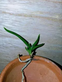 2026年最新】風蘭 大株の人気アイテム - メルカリ