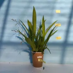 マコ様 リクエスト 2点 まとめ商品