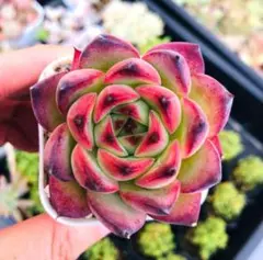 2026年最新】多肉植物エケベリア抜き苗の人気アイテム - メルカリ