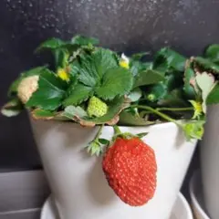 苺苗