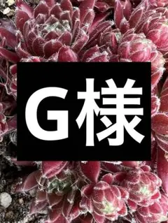 センペルビウム パシフィックレッドタイド① - メルカリ