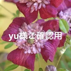 yu様専用　3 クレマチス苗　アバンギャルド　ポットごとネコポス発送のサムネイル