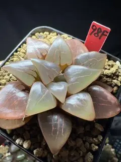 35f 多肉植物 ハオルチア 実生苗 自家繁殖 鉢植え発送 - メルカリ