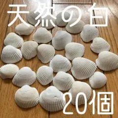 ◾️20個◾️約4〜5㎝前後◾️冬になる前に日本海で丁寧に白い貝を集めました◾️天然の白
