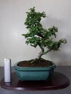 根上がり・清々しい青葉】鶯神楽盆栽 樹高18cm×横幅25cm 鉢付き - メルカリ