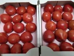 長崎県産「フルーツトマト」糖度８〜9.9度。２箱セットのサムネイル
