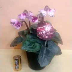 indie様 リクエスト 3点 まとめ商品