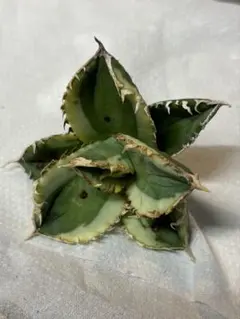 アガベ　大白鯊錦のサムネイル