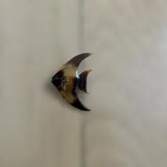 魚モチーフ べっ甲調 ブローチのサムネイル