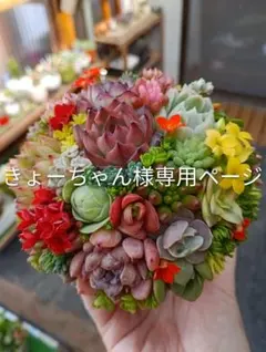 そのまま飾れる多肉植物寄せ植え♡