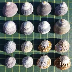 天然貝殻16個セット まとめ売り ハンドメイド素材 ヤドカリハウス【166】