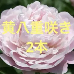 [S50] 프레시 플라워 피오니 더블 블라썸 워터폴 피오니 컷 플라워 피오니 어레인지먼트