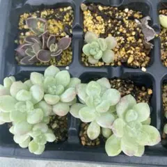 セダム ブルーエルフ 多肉植物 抜き苗 - メルカリ