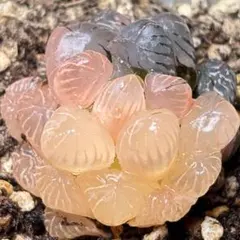 2025年最新】オブツーサ ピンクの人気アイテム - メルカリ