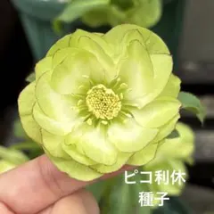 利休系ゴールドねらい 白色 曽田園芸 交配札つき 今週末までの出品 ネーム9 別製 創業100周年記念カラー 屋久島の杜(やくしまのもり)|XL-9