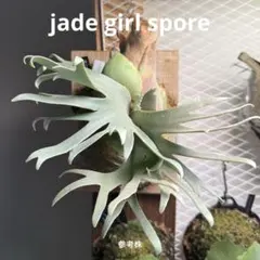 2026年最新】jade girlの人気アイテム - メルカリ