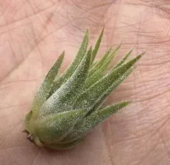 Tillandsia Seleriana Green Giant 速達発送 Tillandsia Seleriana Green Giant 速達発送 - メルカリ