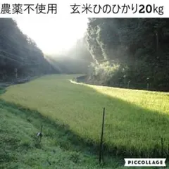 令和7年度 【湧き水栽培】農薬不使用玄米 ひのひかり 30㎏ 奈良の農家