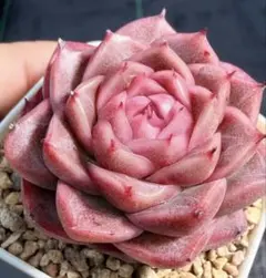 新入荷　赤魔王　エケベリア　多肉植物　1苗 新入荷 赤魔王 エケベリア 多肉植物 1苗 - メルカリ