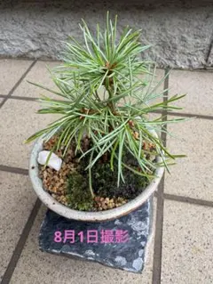 四国五葉松　五葉松　松　苗木　苗　盆栽素材　 手の平盆栽　湯呑み仕立てのサムネイル