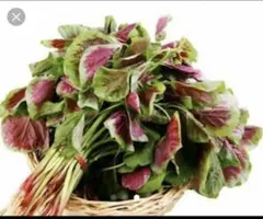 紫ひゆ菜 (バイアム）野菜の種 30粒のサムネイル