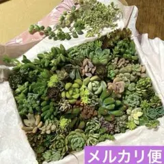 多肉植物カット苗30種☆セダム・エケベリア多肉弁当☆