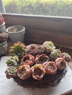 更にお値下げ！多肉☆エケベリア・９種・14苗