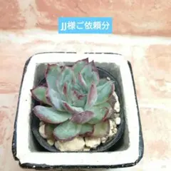 JJ様 リクエスト 5点 まとめ商品