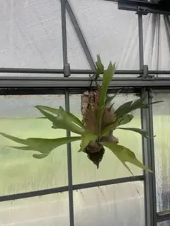 P.veitchii 陽炎 spore(AR)カゲロウ - メルカリ