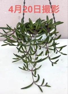 ダップル(^.^)様 リクエスト 2点 まとめ商品