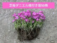 なぁちゃん様 リクエスト 2点 まとめ商品