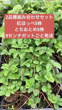福岡S6号　イチゴ苗　5苗セットポットごと発送 福岡S6号 いちご苗 2株 7.5センチポット - メルカリ