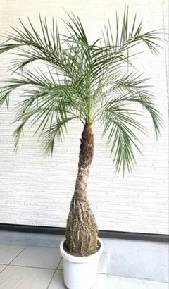 ① フェニックス ロベレニー9号特大苗木最高等級極上品‼️ - メルカリ