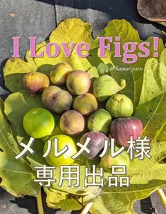 イチジク穂木セット　メルメル様専用出品