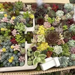 ①多肉植物カット苗詰め合わせ　寄せ植えセット　セダムセット