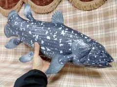 2026年最新】シーラカンス 化石魚の人気アイテム - メルカリ