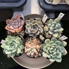 多肉植物 寄せ植えセット⑧ スティルハートなど - メルカリ