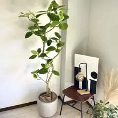 リセノRe:CENO フェイクグリーン ユーカリ 人工観葉植物 180㎝ - メルカリ