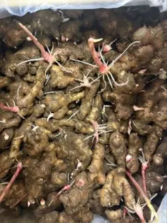 《希少》千葉県産　無農薬　金時生姜　種　約700gのサムネイル