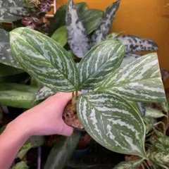 珍品 Aglaonema nitidum 'White Stem' アグラオネマ - メルカリ