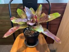 Neoregelia olens 子株 Neoregelia olens 子株 - メルカリ