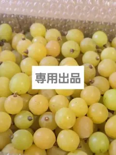 極小粒　完熟　加工用　訳ありシャインマスカット　ゴールデン　黄色　１キロ