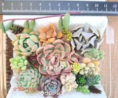 多肉植物(44)　カット苗　名前なし　寄せ植え　多肉弁当